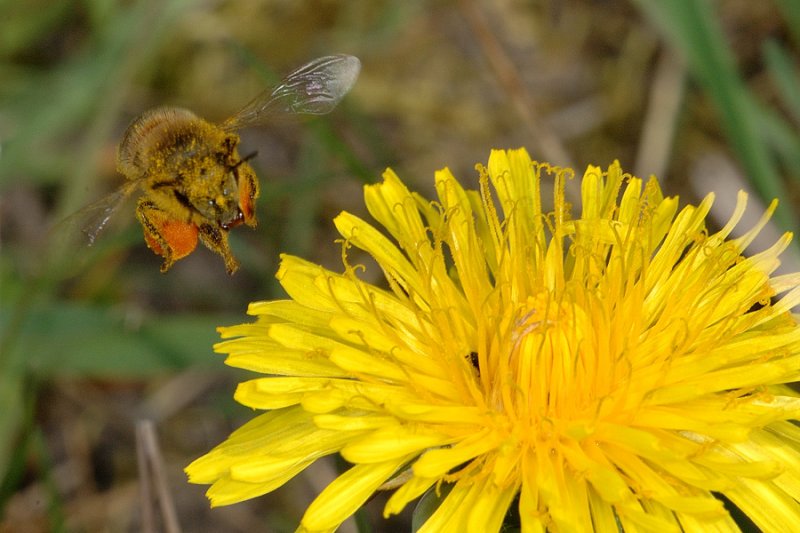 Bee collecting pollen 3