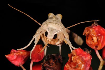 Angle Shades, Phlogophora meticulosa, Agatugle 5