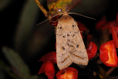 Yellow-line Quaker, Agrochola macilenta 2