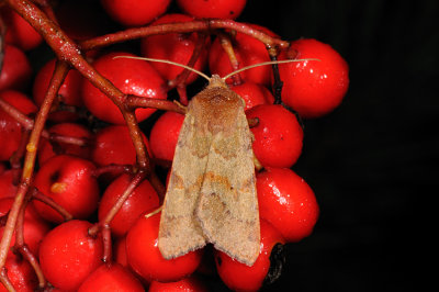 Flounced Chestnut, Egeugle, Agrochola helvola 3