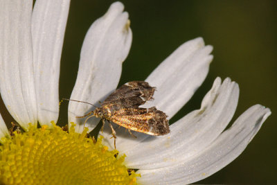 Nettle-tap, Anthophila fabriciana 2