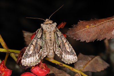 Green-brindled Crescent, Allophyes oxyacanthae, Tjørneugle 4