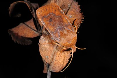 Chestnut, Conistra vaccinii 4