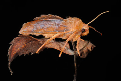 Chestnut, Conistra vaccinii 5