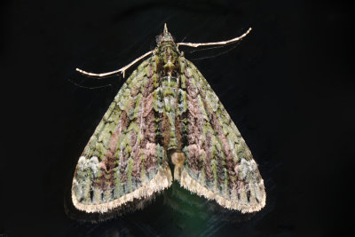 Red-green Carpet, Chloroclysta siterata, Mørk irmåler 1