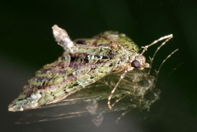 Red-green Carpet, Chloroclysta siterata, Mørk irmåler 2