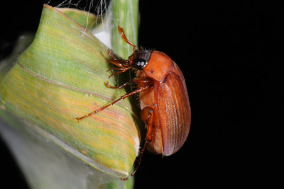 Brown Chafer, Serica brunnea, Natoldenborre 1