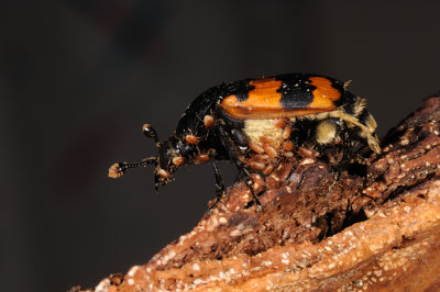 Burying beetle, Nicrophorus vespillo, Krumbenet dselgraver 1