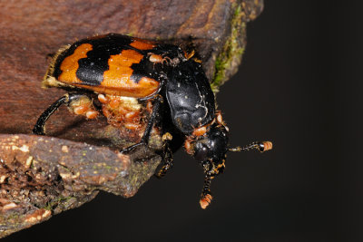 Burying beetle, Nicrophorus vespillo, Krumbenet dselgraver 2