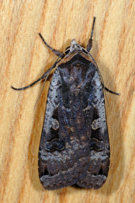 Large Yellow Underwing, Noctua pronuba, Smutugle 9