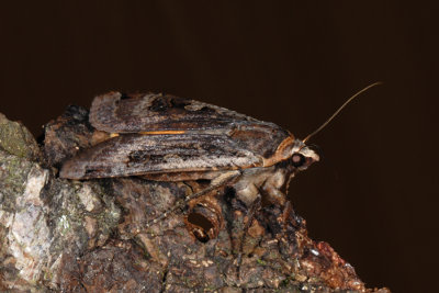 Large Yellow Underwing, Noctua pronuba, Smutugle 10