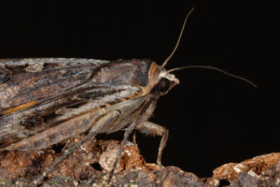 Large Yellow Underwing, Noctua pronuba, Smutugle 11