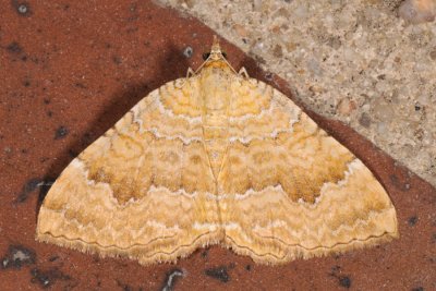 Yellow Shell, Camptogramma bilineata, Okkergul Bladmåler 3
