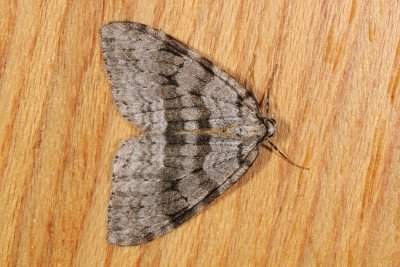 Epirrita ? 3