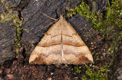 Snout, Hypena proboscidalis, Næbugle 1
