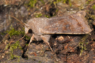 Clouded Drab, Orthosia incerta, Broget Forårsugle 4