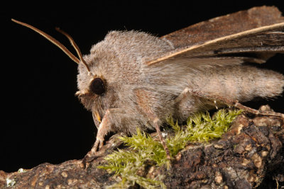 Clouded Drab, Orthosia incerta, Broget Forrsugle 3