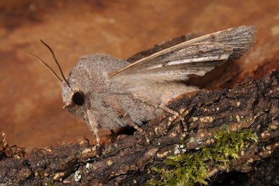 Clouded Drab, Orthosia incerta, Broget Forårsugle 1