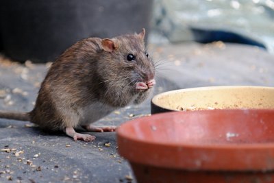 Brown Rat,  Rattus norvegicus, Brun Rotte 2