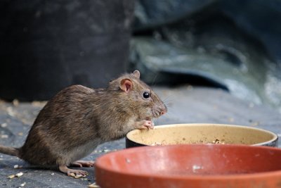 Brown Rat,  Rattus norvegicus, Brun Rotte 1