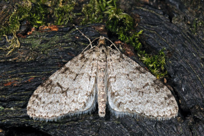 Early Tooth-striped, Trichopteryx carpinata, April-Lapvinge