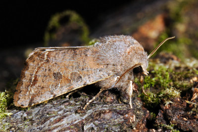 Clouded Drab, Orthosia incerta, Broget Forrsugle 6