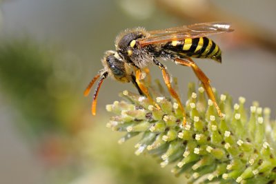 Nomada goodeniana