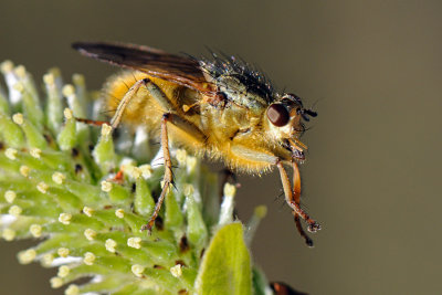 Common yellow dung fly, Scathophaga stercoraria , Almindelig gdningsflue 2