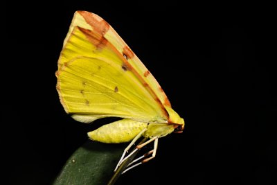 Brimstone Moth, Opisthograptis luteolata, Citronmåler 7