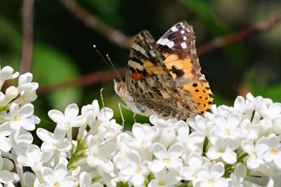 Painted Lady, Vanessa cardui, Tidselsommerfugl 6