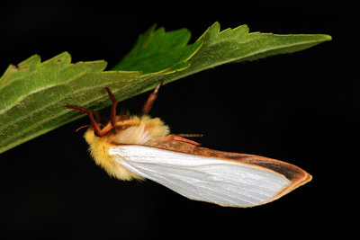 Ghost Moth, Hepialus humuli, Humleder 3