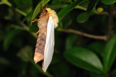 Ghost Moth, Hepialus humuli, Humleæder 4
