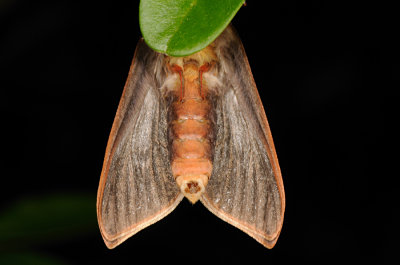 Ghost Moth, Hepialus humuli, Humleder 5