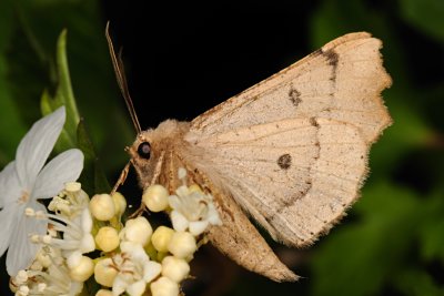 Scalloped Hazel, Odontopera bidentata, Takmåler 8