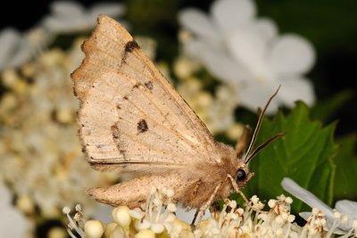 Scalloped Hazel, Odontopera bidentata, Takmåler 7