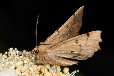 Scalloped Hazel, Odontopera bidentata, Takmåler 6