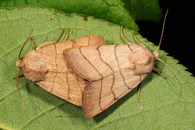 Treble Lines, Charanyca trigrammica, Gul Grsugle 7