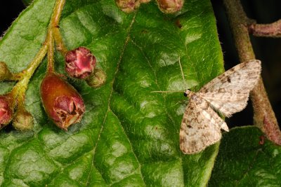 Dwarf Pug, Eupithecia tantillaria, Gran-dværgmåler 1
