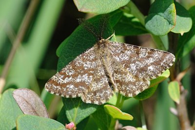 Common Heath, Ematurga atomaria, Lyngmåler 2