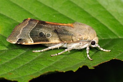 Broad-bordered Yellow Underwing, Noctua fimbriata, Gul Bndugle 3