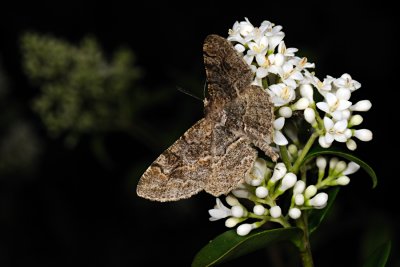 Mottled Beauty, Alcis repandata, Almindelig Barkmåler 5