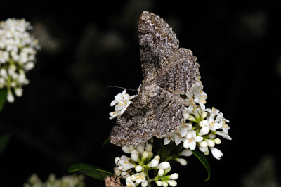 Mottled Beauty, Alcis repandata, Almindelig Barkmåler 4
