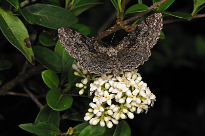 Mottled Beauty, Alcis repandata, Almindelig Barkmåler 2