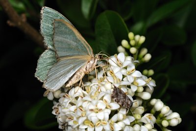 Common Emerald, Hemithea aestivaria, Brunplettet Lundmåler 4