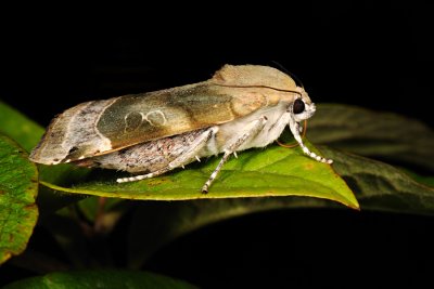 Broad-bordered Yellow Underwing, Noctua fimbriata, Gul Bndugle 4