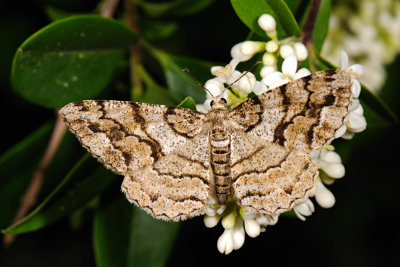Mottled Beauty, Alcis repandata, Almindelig Barkmåler 6