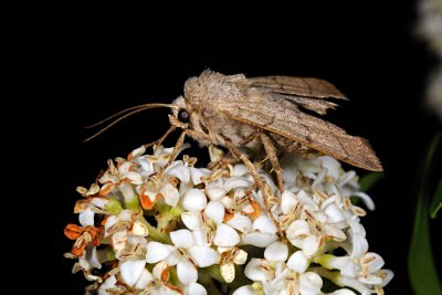 Fan-foot, Zanclognatha tarsipennalis 2