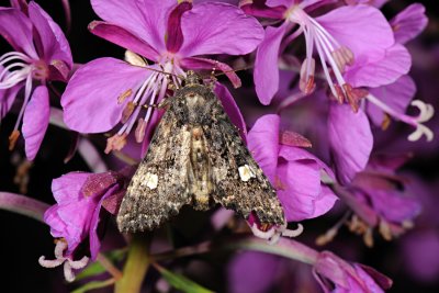 Dot Moth, Melanchra persicariae, Pileurtugle 1