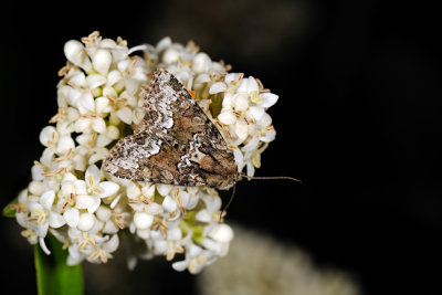 Marbled Minor, Oligia strigilis, Hundegræsugle 1