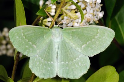 Large Emerald Geometra papilionaria, Grøn Birkemåler 3